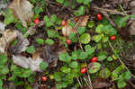 Partridgeberry